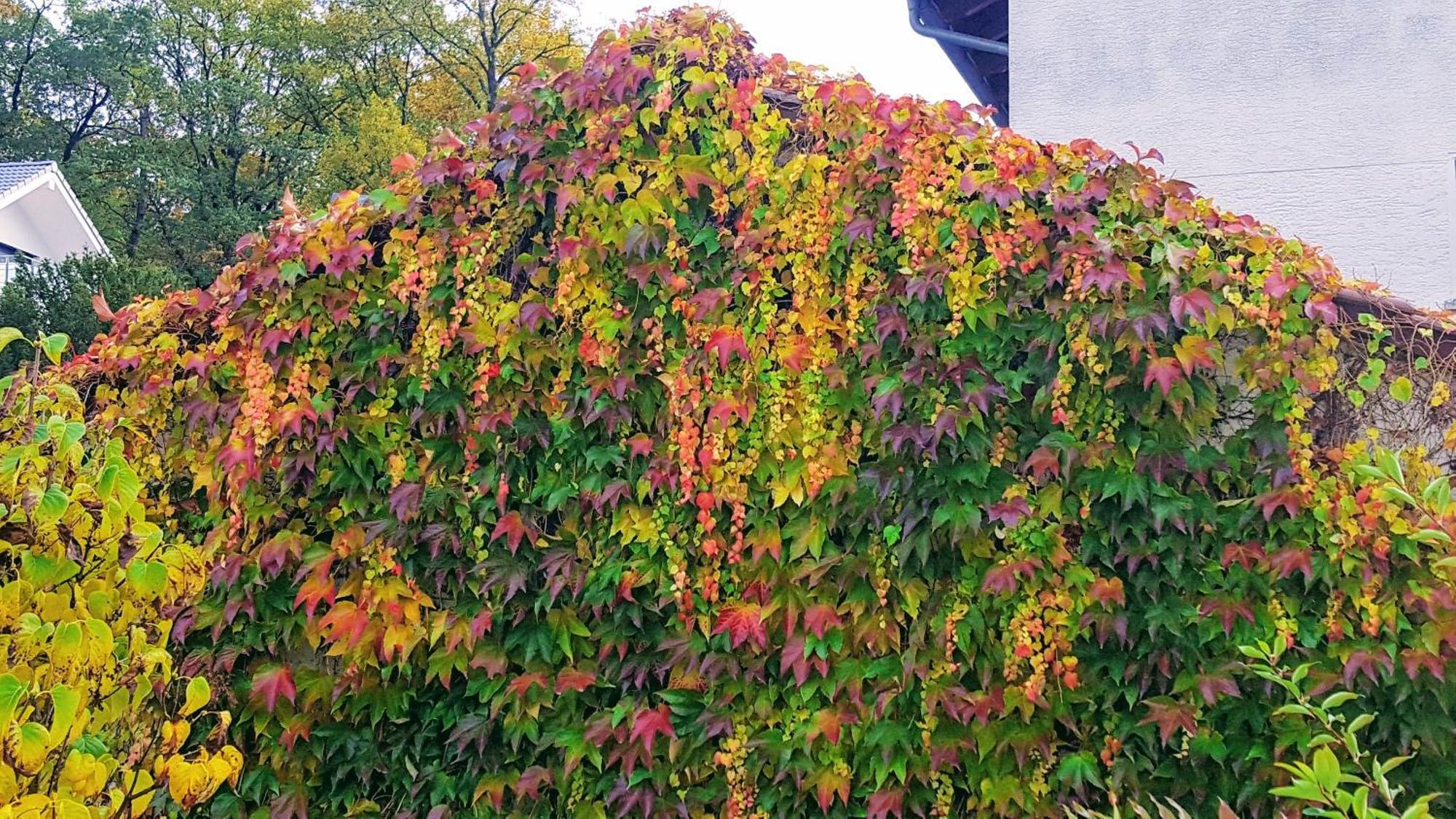 Ferienwohnung Am Bruchwald บีทิกไฮม์-บิสซิงเงน ภายนอก รูปภาพ